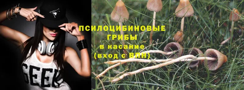 Псилоцибиновые грибы Psilocybine cubensis  цены   Алатырь 